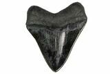 Fossil Megalodon Tooth - Georgia #151525-1